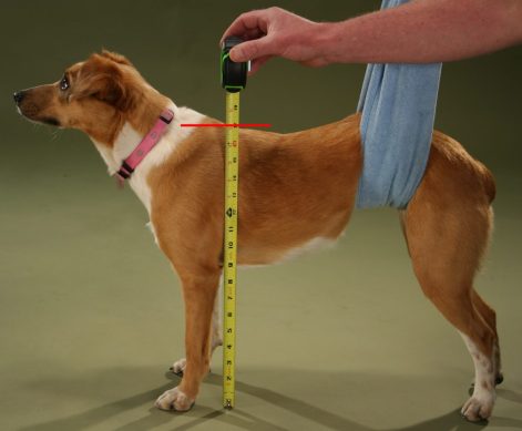 measuring-dogs-height
